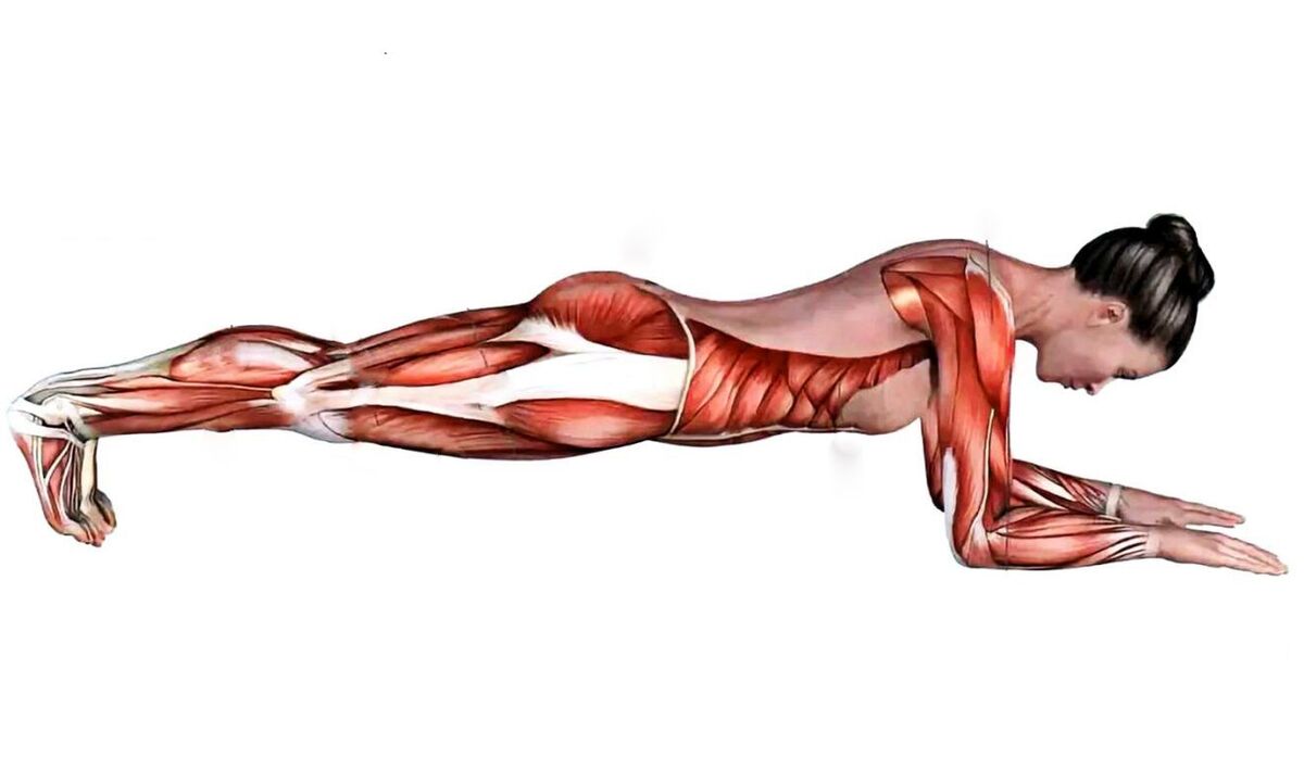 What muscles work during the plank